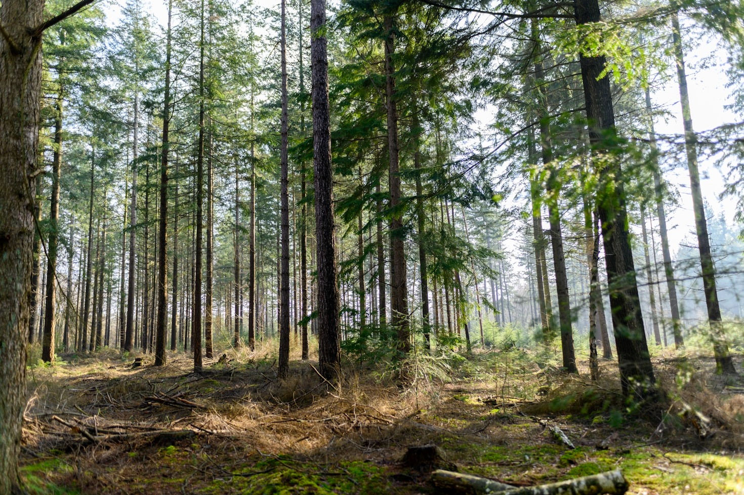 5 Signs Your Trees Need Immediate Care