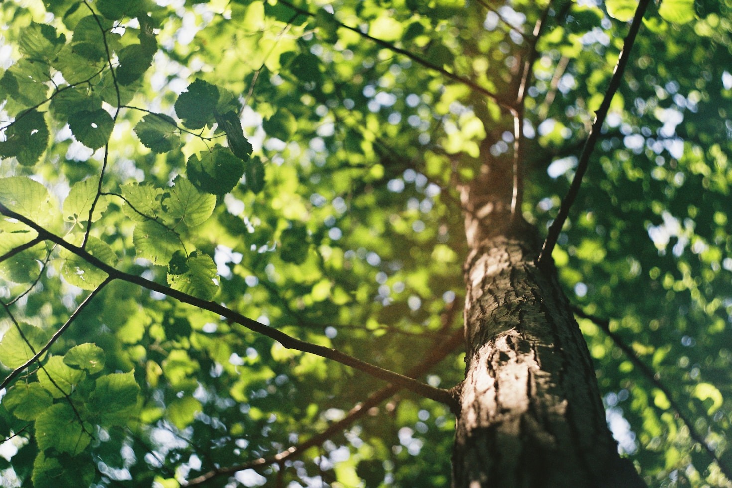 The Surprising Power of One Tree in Our Air