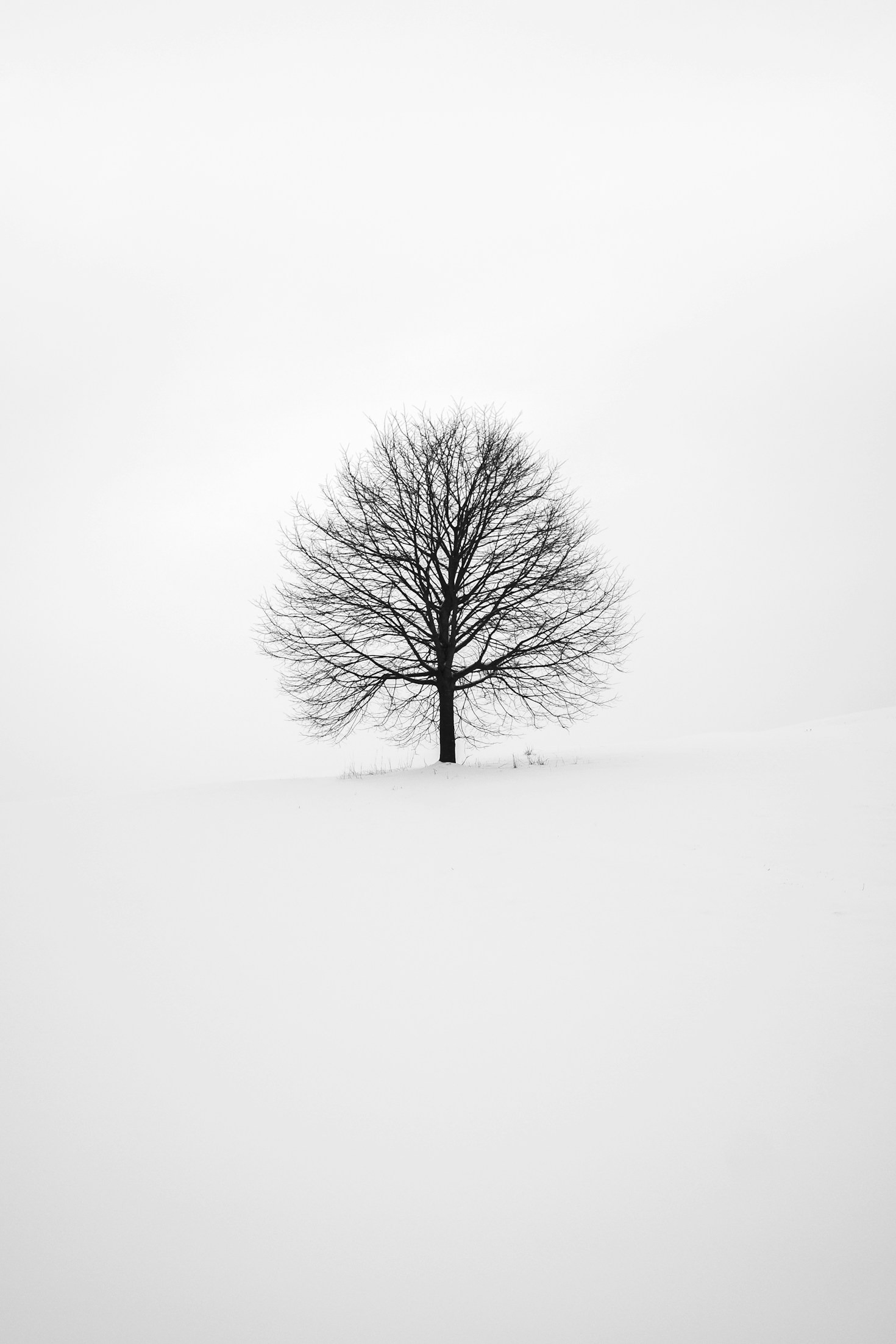 The Importance of Regular Tree Assessments