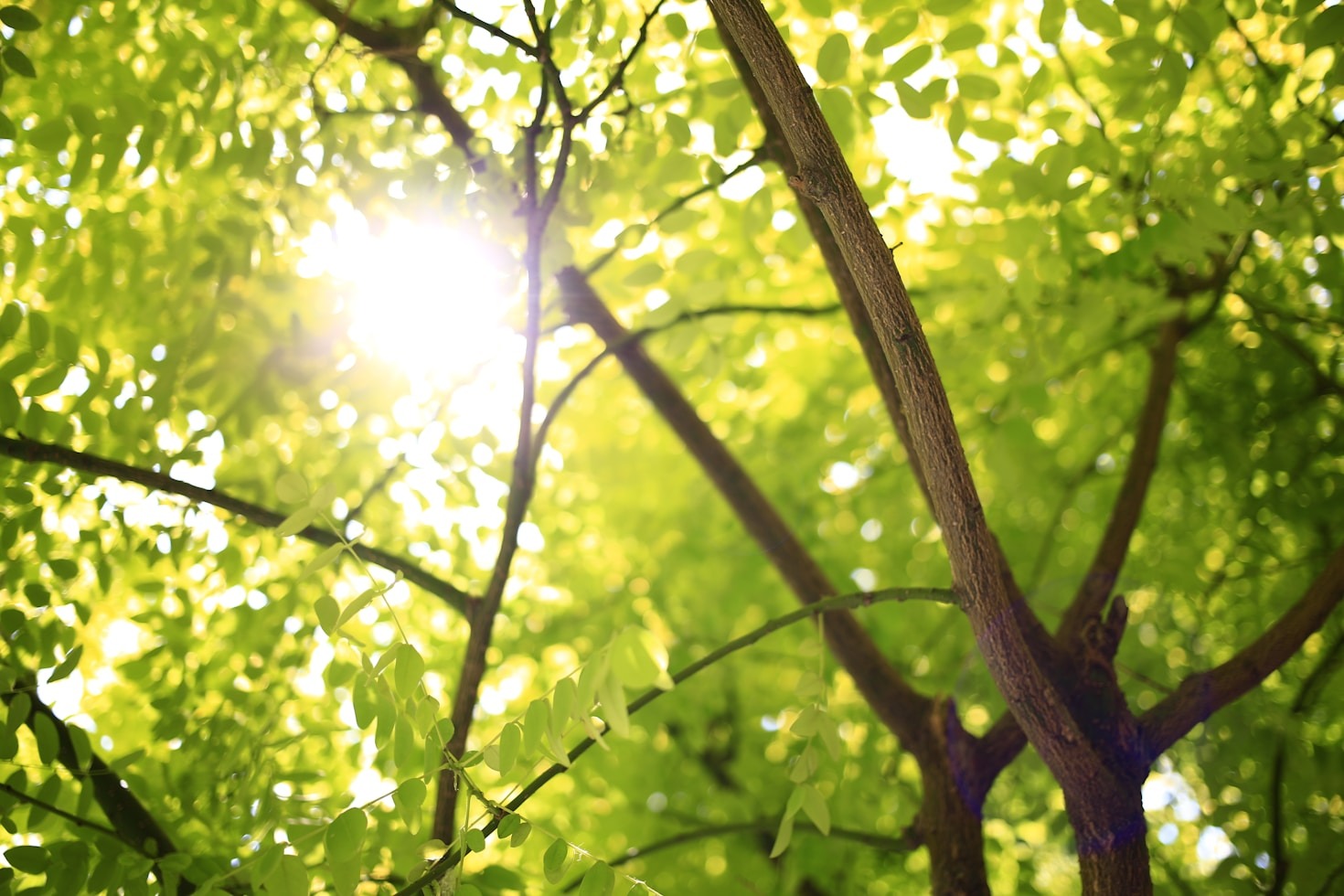 How to Deal with Common Tree Diseases